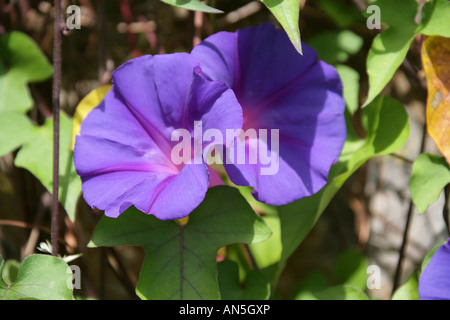 Comune o mattina Gloria, Ipomoea purea Foto Stock