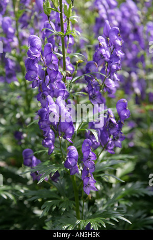 Monkshood aka Aconite o Wolfsbane, Aconitum, Ranunculaceae Foto Stock