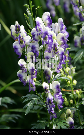 Monkshood Bicolor aka Aconite o Wolfsbane, Aconitum cammarum Foto Stock