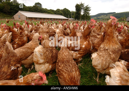 Free range galline in un campo esterno della struttura Birchgrove farm Llanilar west wales Foto Stock