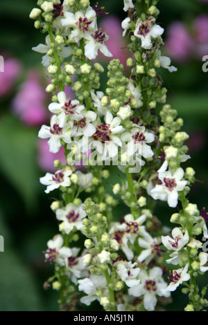 Nettle Leaved Mullein, Verbascum chaixii Album, Scrophulariaceae Foto Stock