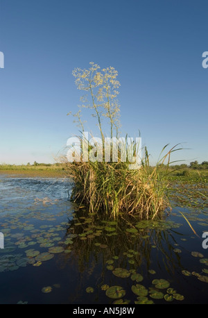 Esteros del Ibera Argentina Laguna Ibera Foto Stock