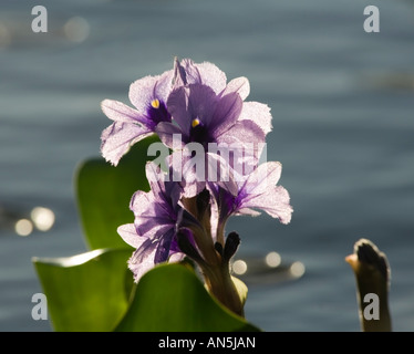 Acqua hyacynth Esteros del Ibera Argentina Laguna Ibera Foto Stock