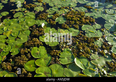 Esteros del Ibera Argentina Laguna Ibera Foto Stock