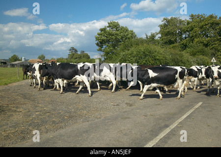 Una mandria di bovini di razza Frisona il frisone Vacche da latte tornando alla loro azienda di sera per la mungitura in Sussex, Inghilterra Foto Stock