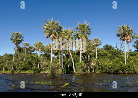 Esteros del Ibera Argentina Laguna Ibera Foto Stock