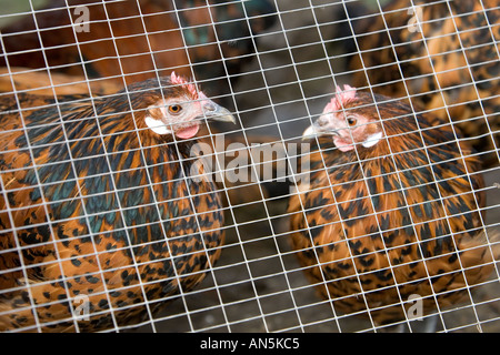 Polli in un pollaio Cotswolds UK se l influenza aviaria influenza aviaria si diffonde dall' Europa tutti i volatili possono essere forzate in ambienti interni Foto Stock