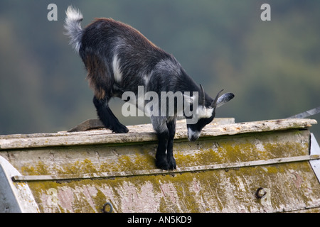 Free range capra Costwolds Regno Unito Foto Stock