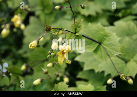 Cera gialla campane, Kirengeshoma palmata, Hydrangeaceae, Corea Foto Stock