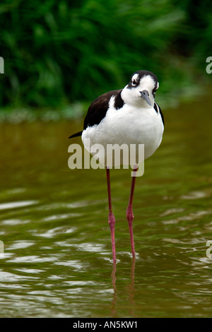 Collo Nero Stilt Himantopus mexicana guadare in acque poco profonde accanto a una banca erbosa Foto Stock