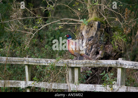 Fagiano maschio arroccato su un recinto Cotswolds Oxfordshire Inghilterra Foto Stock