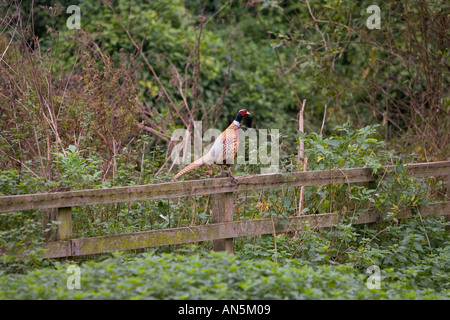 Fagiano maschio arroccato su un recinto Cotswolds Oxfordshire Inghilterra Foto Stock