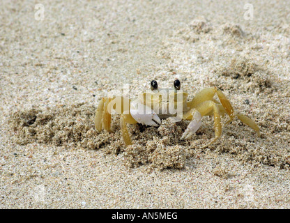 Un granchio fantasma scava un buco, rimozione di sabbia con i suoi artigli, sulle rive di una spiaggia di St. Croix, U.S. Isole vergini Foto Stock