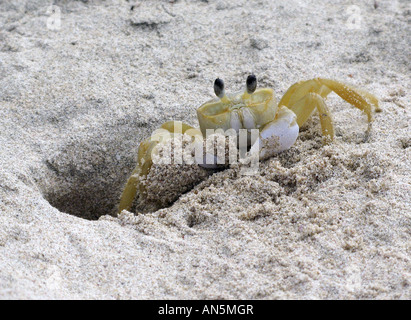 Un granchio fantasma scava un buco, rimozione di sabbia con i suoi artigli, sulle rive di una spiaggia di St. Croix, U.S. Isole vergini Foto Stock