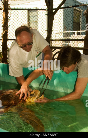 Per tartarughe marine essendo alimentato Foto Stock