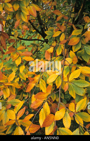 American faggio (Fagus grandifolia) Foto Stock