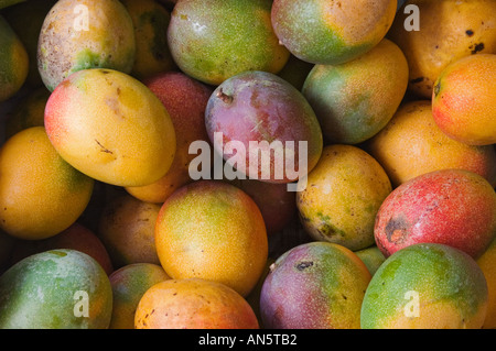 Fresche e mature manghi per la vendita al mercato di Chinatown in stallo downtown Honolulu Hawaii Foto Stock