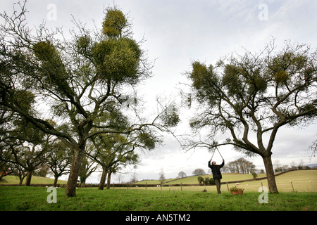 Vischio essendo raccolti da alberi vicino a Tenbury Wells in WORCESTERSHIRE REGNO UNITO Foto Stock