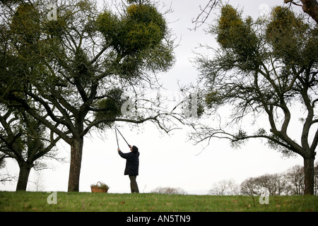 Vischio essendo raccolti da alberi vicino a Tenbury Wells in WORCESTERSHIRE REGNO UNITO Foto Stock