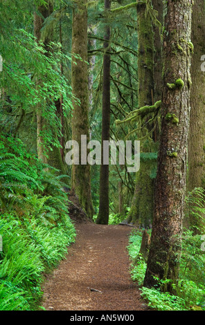 Punteruolo Creek Falls Trail attraverso Abete Douglas Hemlock forest Siuslaw National Forest Oregon Foto Stock