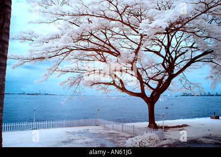 Digital Infrared Photography scene naturali Foto Stock