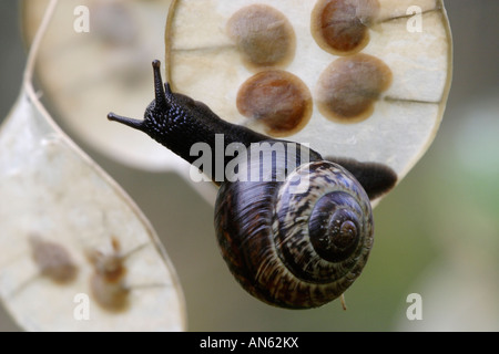 Ceduo lumaca spesi in testa di sementi (Arianta arbustorum) Foto Stock