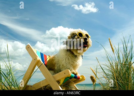 Toby Schitzu Shih Tzu cane in sedia a sdraio e occhiali da sole Camber Sands East Sussex Regno Unito Regno Unito Inghilterra Foto Stock