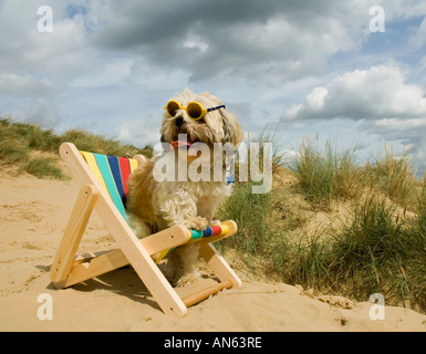 Toby Schitzu Shih Tzu cane in sedia a sdraio e occhiali da sole Camber Sands East Sussex Regno Unito Regno Unito Inghilterra Foto Stock