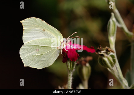 Brimstone (Brimstone Butterfly, Gonepteryx rhamni) alimentazione su rose campion (Lychnis coronaria) Foto Stock