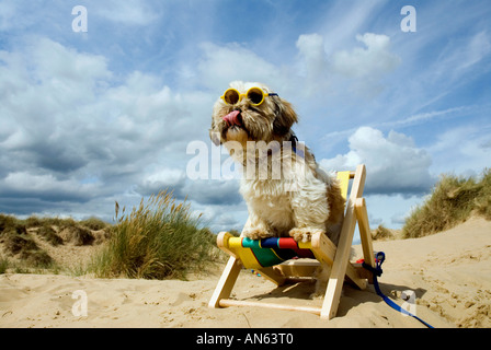 Toby Schitzu Shih Tzu cane in sedia a sdraio e occhiali da sole Camber Sands East Sussex Regno Unito Regno Unito Inghilterra Foto Stock