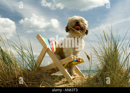 Toby Schitzu Shih Tzu cane in sedia a sdraio e occhiali da sole Camber Sands East Sussex Regno Unito Regno Unito Inghilterra Foto Stock