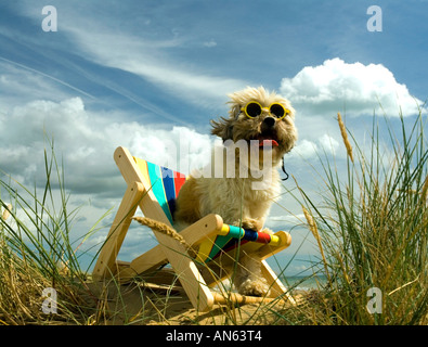 Toby Schitzu Shih Tzu cane in sedia a sdraio e occhiali da sole Camber Sands East Sussex Regno Unito Regno Unito Inghilterra Foto Stock