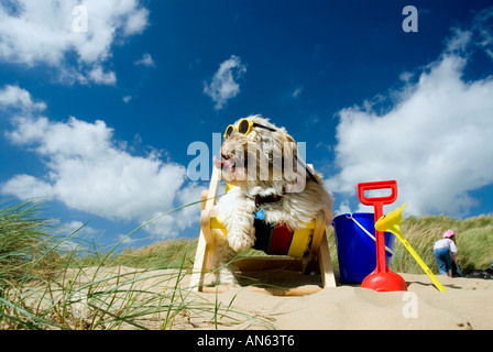 Toby Schitzu Shih Tzu cane in sedia a sdraio e occhiali da sole Camber Sands East Sussex Regno Unito Regno Unito Inghilterra Foto Stock