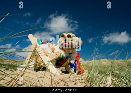 Toby Schitzu Shih Tzu cane in sedia a sdraio e occhiali da sole Camber Sands East Sussex Regno Unito Regno Unito Inghilterra Foto Stock