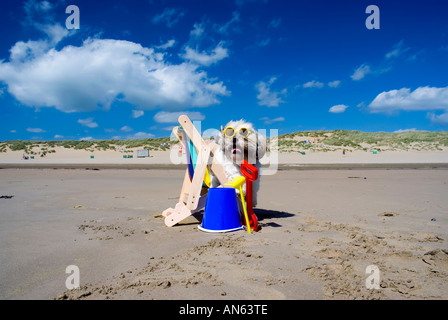 Toby Schitzu Shih Tzu cane in sedia a sdraio e occhiali da sole Camber Sands East Sussex Regno Unito Regno Unito Inghilterra Foto Stock