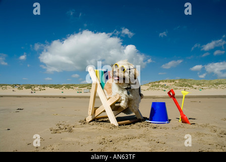 Toby Schitzu Shih Tzu cane in sedia a sdraio e occhiali da sole Camber Sands East Sussex Regno Unito Regno Unito Inghilterra Foto Stock