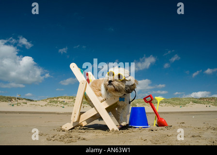 Toby Schitzu Shih Tzu cane in sedia a sdraio e occhiali da sole Camber Sands East Sussex Regno Unito Regno Unito Inghilterra Foto Stock