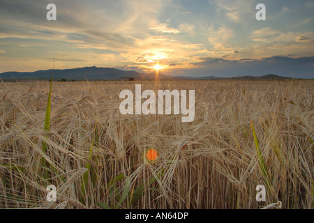 Tramonto nel campo Foto Stock