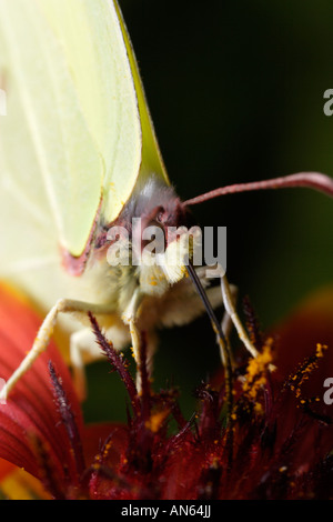 Brimstone (Brimstone Butterfly, Gonepteryx rhamni) alimentazione su un cono fiore. Foto Stock