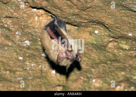 Eastern Pipistrelle Pipistrellus subflavus Grotta dei Cristalli Springfield Missouri negli Stati Uniti il 5 gennaio Adulti Foto Stock