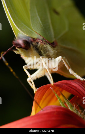 Brimstone (Brimstone Butterfly, Gonepteryx rhamni) alimentazione in fiore. Foto Stock