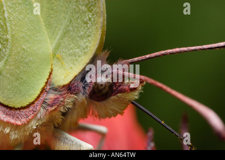 Brimstone (Brimstone Butterfly, Gonepteryx rhamni) alimentazione in fiore. Foto Stock