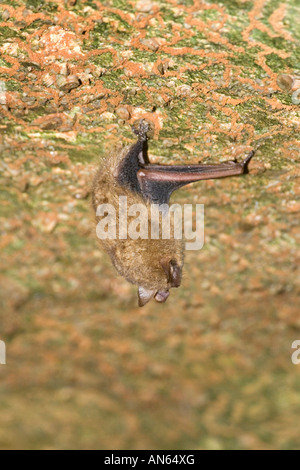 Eastern Pipistrelle Pipistrellus subflavus Grotta dei Cristalli Springfield Missouri negli Stati Uniti il 5 gennaio Adulti Foto Stock