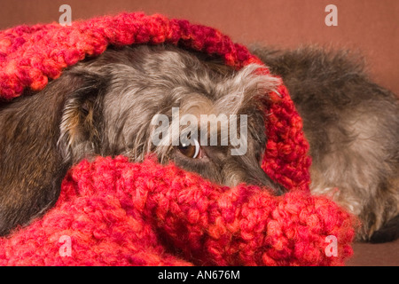 Un cane avvolto in una sciarpa rossa che mostra bianco dell occhio Foto Stock