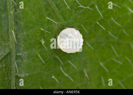 Annoso bordo lyciades Achalarus Mark Twain Foresta Nazionale di Barry County Missouri USA 16 maggio uovo Foto Stock