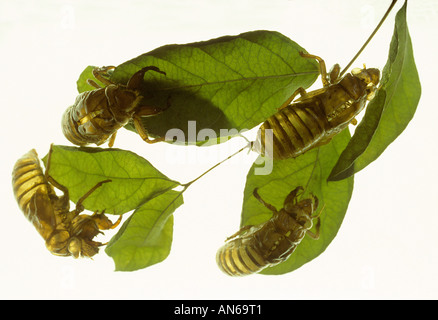 Trasparente Cicala vuota (Cicadidae) shell Foto Stock