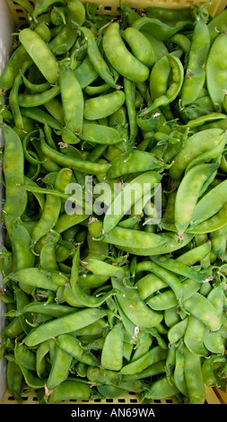 Pisum sativum o comunemente noto come il pisello inglese, pisello, verde pisello, snap piselli o baccelli di piselli Foto Stock