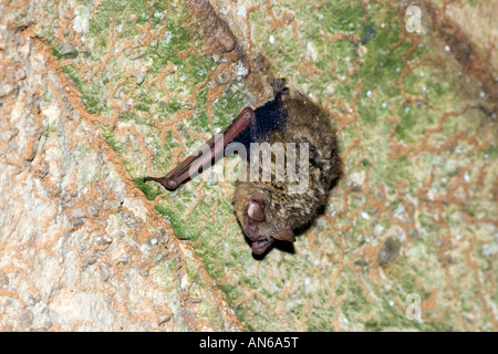 Eastern Pipistrelle Pipistrellus subflavus Grotta dei Cristalli Springfield Missouri negli Stati Uniti il 5 gennaio Foto Stock