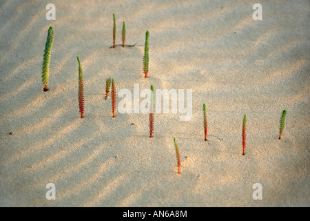 Mare di euforbia euphorbia paralias Euphorbiaceae Corralejo Parco Nazionale di Fuerteventura Isole Canarie Foto Stock