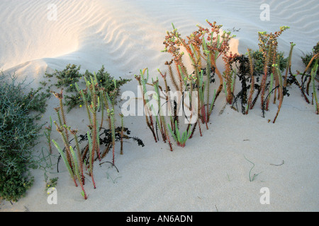 Mare di euforbia euphorbia paralias Euphorbiaceae Corralejo Parco Nazionale di Fuerteventura Isole Canarie Foto Stock